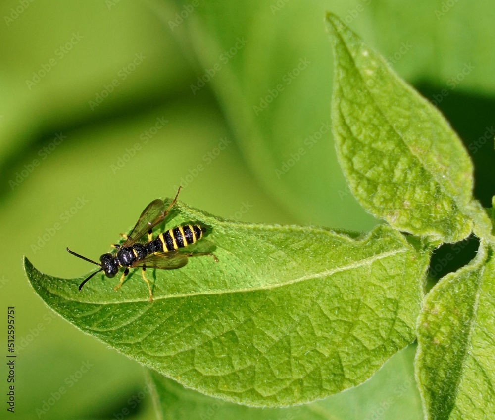 Poster bug on leaf