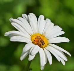 Obraz premium daisy flower with dew drops