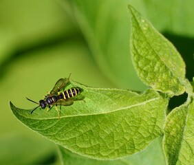 Fototapeta premium bug on leaf