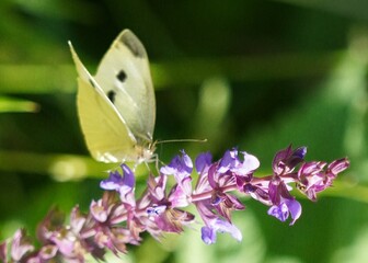 butterfly on flower