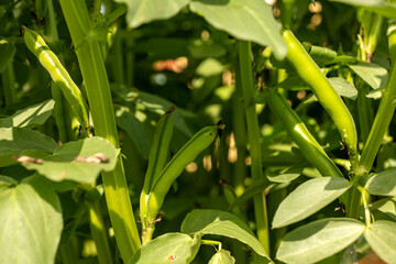 Broad bean pods growing on bushes, fresh, healthy vegetables