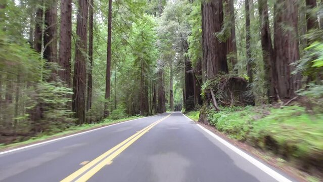 POV footage of driving on the Avenue of the Giants