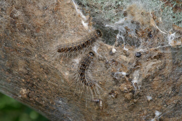 Urticating caterpillars of the oak processionary moth in their nest (Thaumetopoea processionea)
