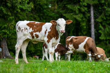 Fototapeta na wymiar Cows in a mountain meadow. Rodna Mountains, Carpathians, Romania.