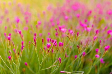 Obraz premium flowers in the wild meadow