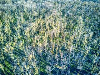 Aerial view of recovering eucalypt forest one year after being burnt by wildfire near Mallacoota, Victoria, Australia, December 2020 