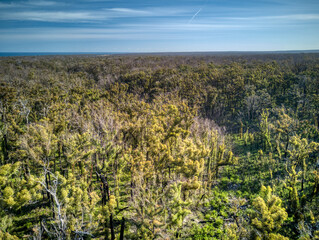 Aerial view of recovering eucalypt forest one year after being burnt by wildfire near Mallacoota, Victoria, Australia, December 2020 