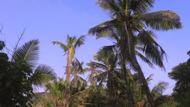 Palm trees on a tropical island, Seychelles
