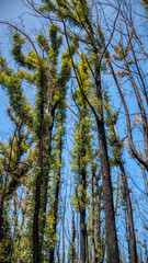 Fire affected Eucalyptus trees with epicormic shoots, a year after wildfires in December 2019 affected the Mallacoota region in Gippsland, eastern Victoria, Australia.