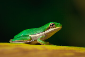 Rana verde 