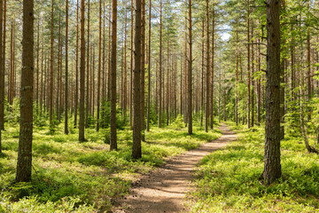 Fototapeta na wymiar Pine tree forest. Scenic background picture of Scandinavian summer nature.