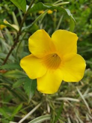 Obraz premium yellow daffodil flower