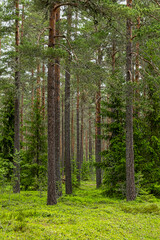Obraz premium Pine tree forest. Scenic background picture of Scandinavian summer nature.