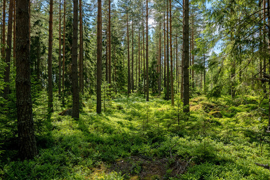 Pine tree forest. Scenic background picture of Scandinavian summer nature.