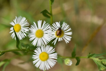 Kleiner brauner Käfer auf einer Blüte 