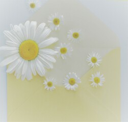 chamomile flowers in a yellow envelope on a pastel, white background