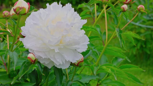 Close up view of blooming white peony bush on green lawn. Sweden.