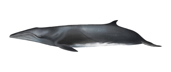 Hand-drawn watercolor sei whale illustration isolated on white background. Underwater ocean creature. Marine mammal. Baleen whales animals collection © Diana Askarova