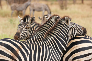 Fototapeta na wymiar Plains Zebra, Kruger National park, South Africa