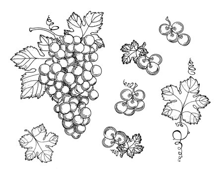 Hand drawn grapes, berries. Leaves and branches. Vines close-up, leaves, berries. Vintage engraving for designer wine. Black and white pictures on a white background.