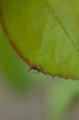 aphid on a rose