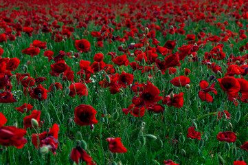 Campos de amapolas