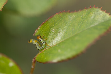caterpillars on rose leaves