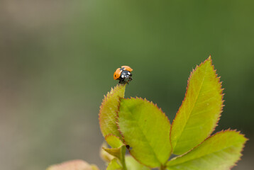 Ladybug on a rose shoot