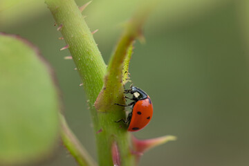 Ladybug on a rose shoot