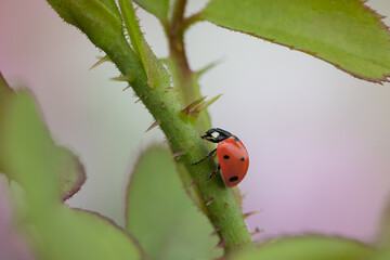 Ladybug on a rose shoot