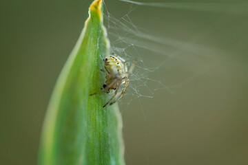  spider in the web