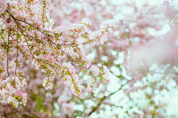 Fototapeta premium sakura outdoors in city park