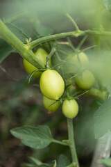 tomato in the garden
