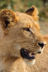 Young Lioness, Close-up, Kruger National park, South Africa