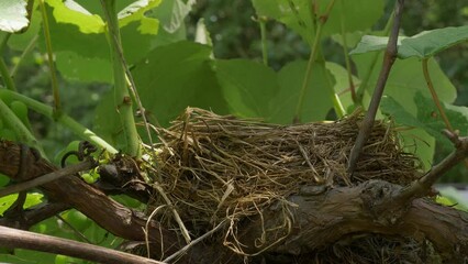 orbiting around empty bird nest on fence next to grape vine on sunny summer day slow motion