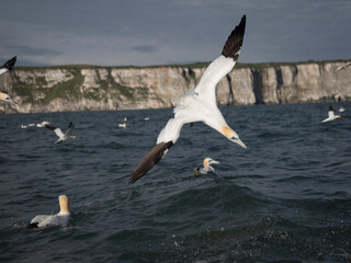 Gannet, Morus bassanus