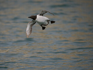 Guillemot, Uria aalge