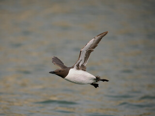 Guillemot, Uria aalge