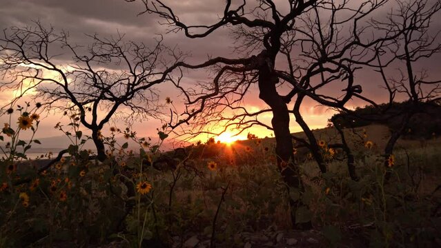 Passing through burnt tree pass sunflowers towards the sun on the horizon at sunset through burned oak brush after a wildfire.