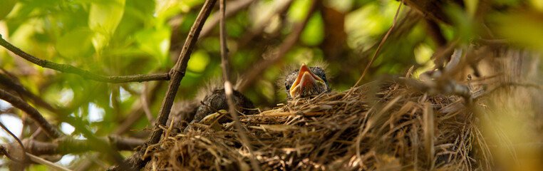 baby birds in nest © M.studio