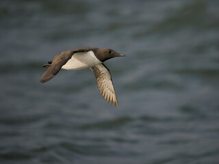 Guillemot, Uria aalge