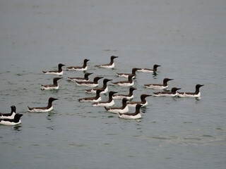 Guillemot, Uria aalge