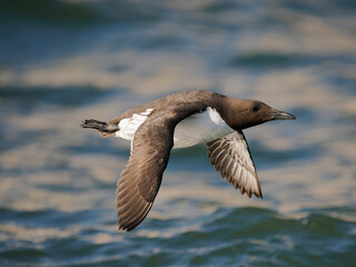 Guillemot, Uria aalge