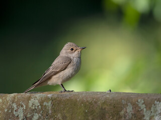 Spotted flycatcher, Muscicapa striata