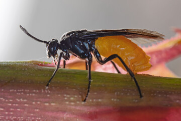 Robber fly on rose stem