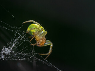 Spider in the center of the spider web