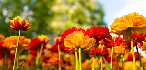 tulips outside in city park