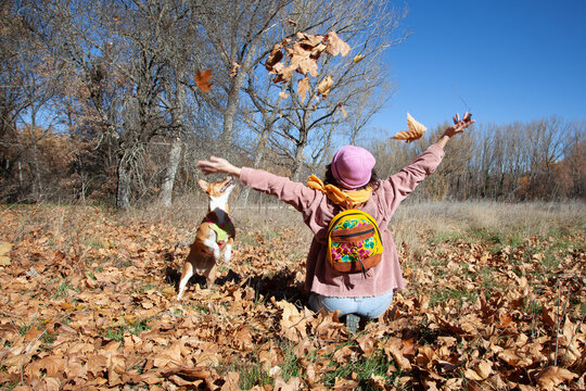 Mujer alegre lanzando hojas de otoño en el aire. Perro saltando en el aire. Mujer con su perro jugando en un campo otoñal.