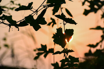 Awesome sun set in the end of the day in north east india in the month of October.