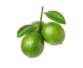 Fresh limes hanging on branch tree with green leaves isolated on white background.